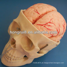 Modelo de crânio ISO com 8 partes da artéria cerebral, modelo de anatomia do crânio